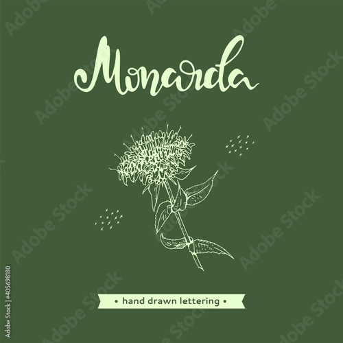 Monarda or Bergamot and lettering Monarda Detailed hand-drawn sketches, vector botanical illustration.