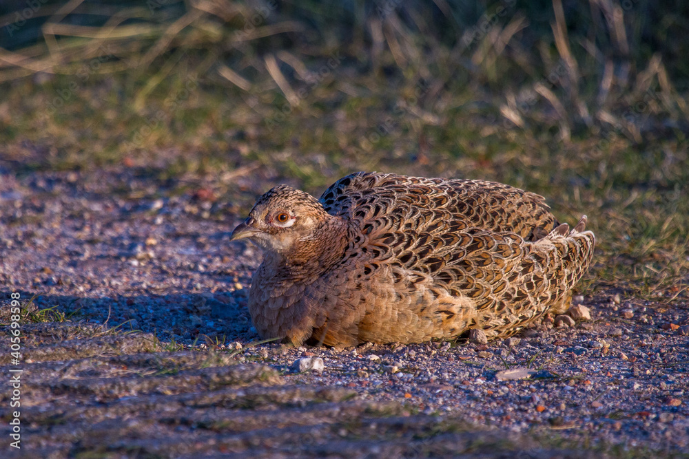 Fasan (Phasianus colchicus) Weibchen beim Staubbad Fasan (Phasianus colchicus) Weibchen beim Staubbad