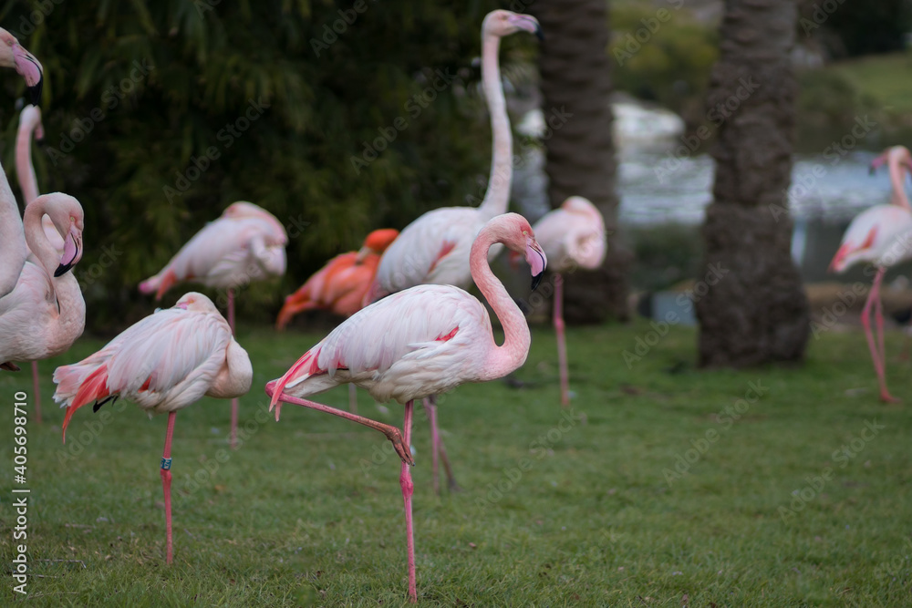A group of flamindos standing on grass, blurred background A group of flamindos standing on grass, blurred background