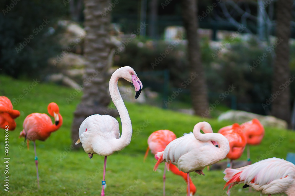 A group of flamindos standing on grass, blurred background A group of flamindos standing on grass, blurred background
