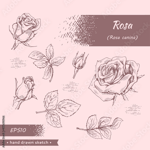 Collection of Roses . Detailed hand-drawn sketches, vector