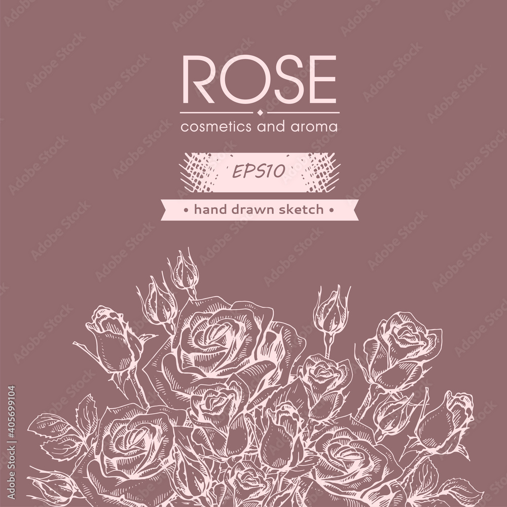 Background with Roses. Detailed hand-drawn sketches, vector