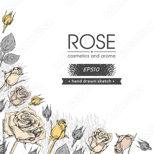 Background with Roses. Detailed hand-drawn sketches, vector
