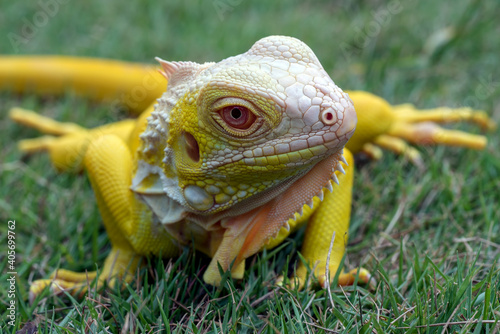 close up photo of a yellow iguana