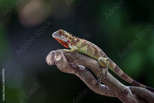 Small green iguana on a tree branch