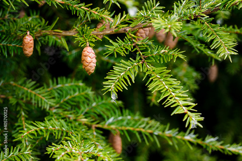 Small cones on branches with green needles.