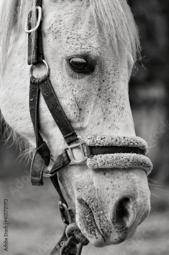 Fototapeta Naklejka Na Ścianę i Meble -  close up of a horse