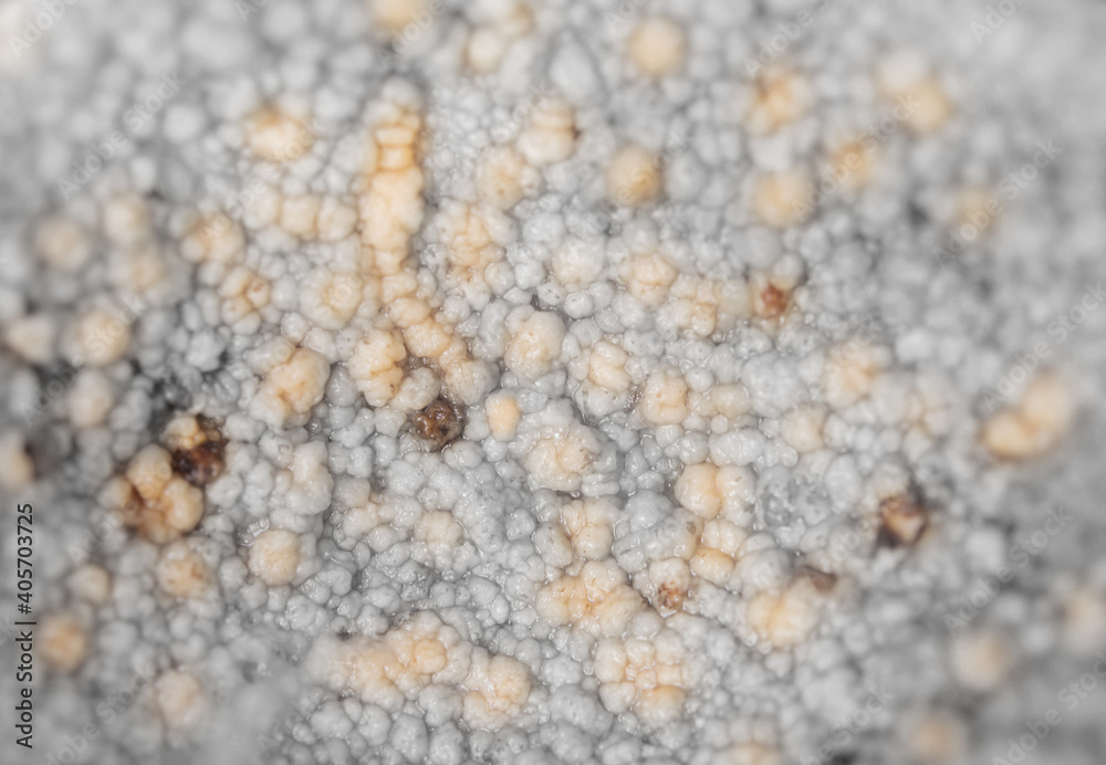 Pathogens in coconut meat. Abnormalities in coconut meat. Ugly coconut meat Pathogens in coconut meat. Abnormalities in coconut meat. Ugly coconut meat