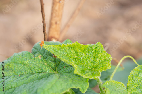 Insect eating cucumber leaves photo