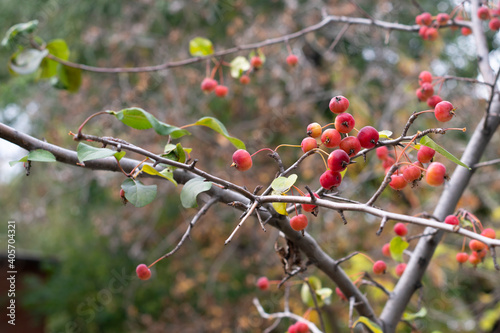 Ripe red ranetki on tree branches autumn texture.