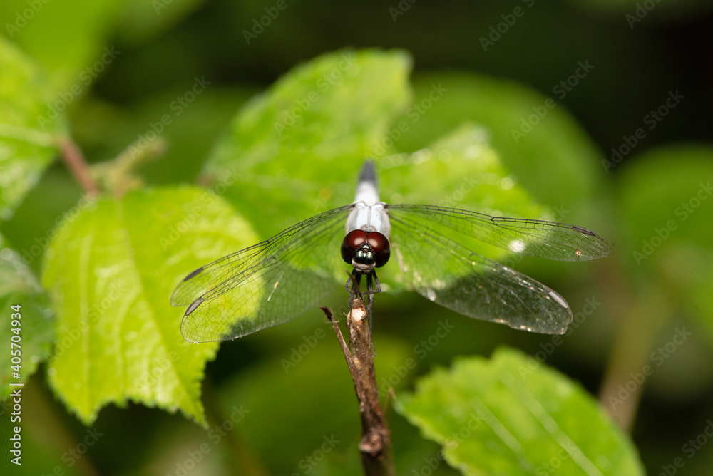 Dragonfly, Aethriamanta sp, Bokaro, West Bengal, India Dragonfly, Aethriamanta sp, Bokaro, West Bengal, India