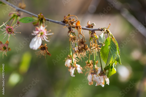 branch of the cherry fruit rot affected Monilia cinerea photo