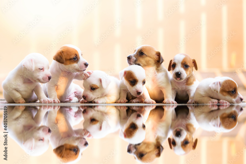 Seven little puppies were looking cute on the floor with reflection.