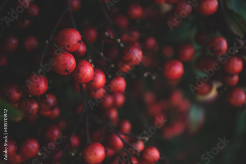 red currant berries