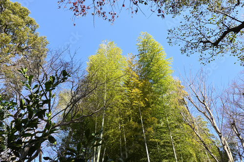 bamboo leaves against blue sky