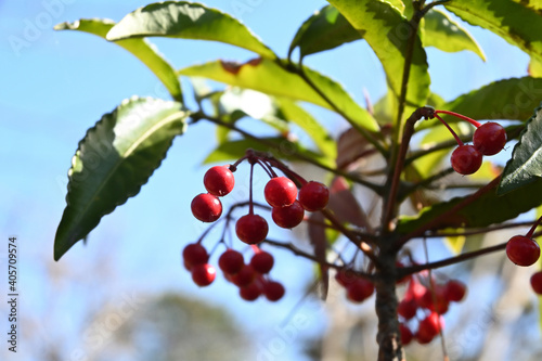 mahonia under the winter blue sky