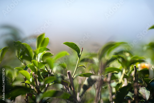 Tea leaf in plantation 