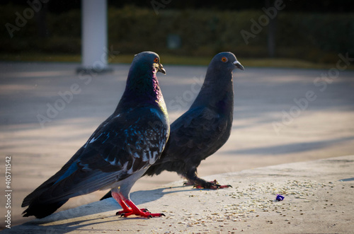 Palomas