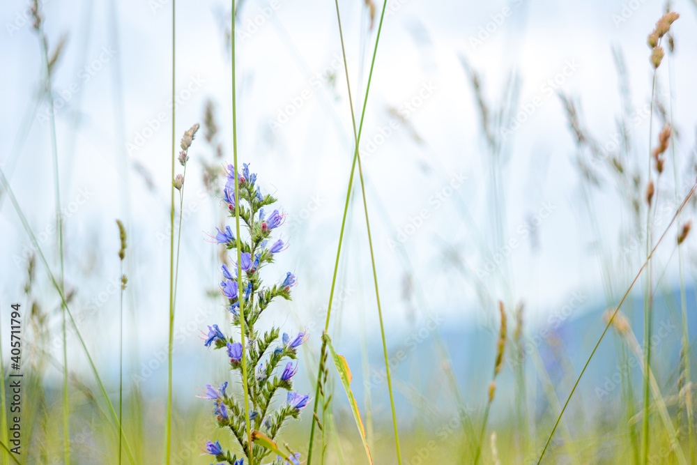 wheat field in summer