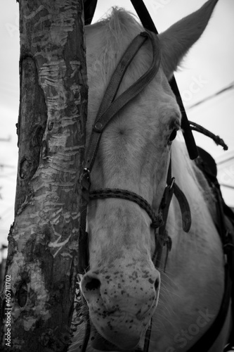 Caballo infeliz