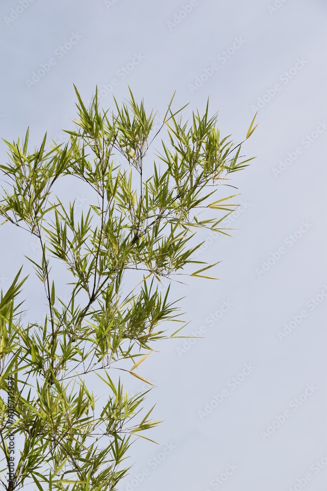 Photo of bamboo leaves in a white background
Photo of bamboo leaves in a white background