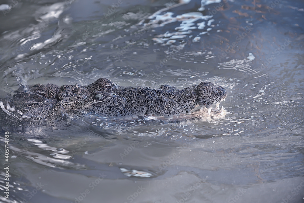 wild crocodile in the river, alligator in the swamp, wildlife predator head wild crocodile in the river, alligator in the swamp, wildlife predator head