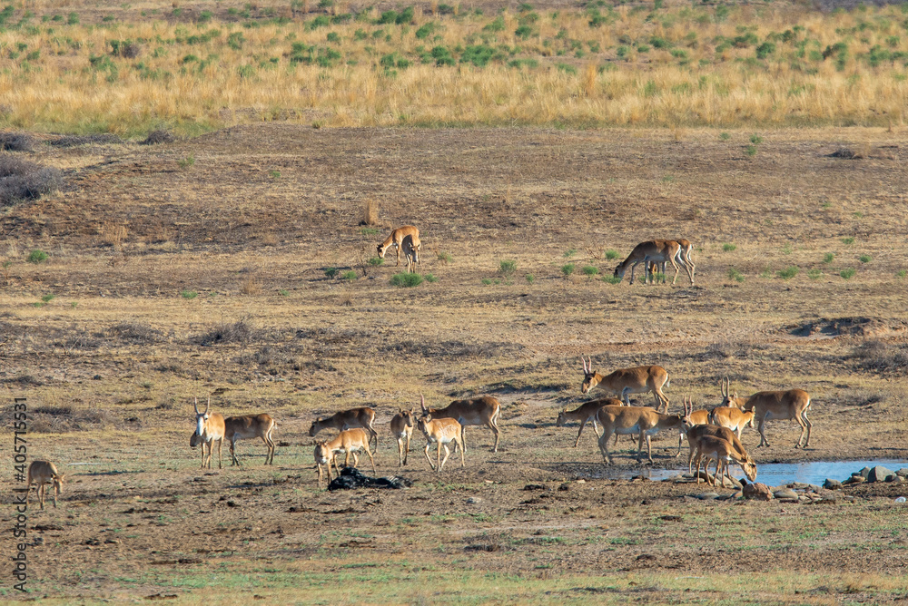 In savannah, steppe, prairie a herd of saigas is grazed. This is part of the largest herd of saigas in the world. In savannah, steppe, prairie a herd of saigas is grazed. This is part of the largest herd of saigas in the world.