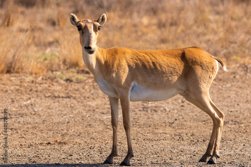 Wild female Saiga antelope or Saiga tatarica in steppe Wild female Saiga antelope or Saiga tatarica in steppe