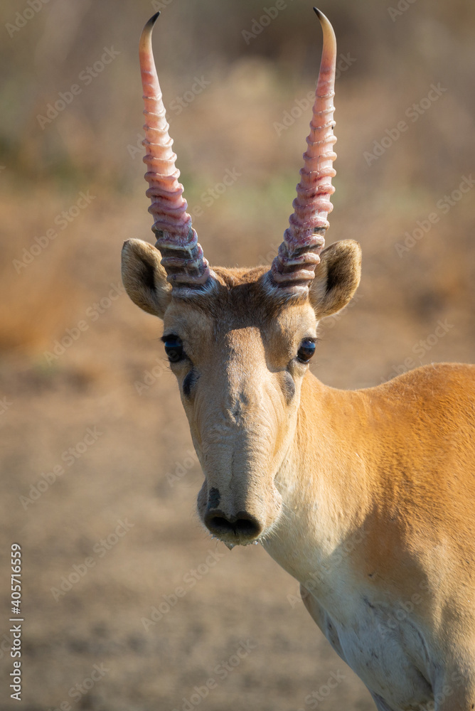 Portrait of male Saiga antelope or Saiga tatarica Portrait of male Saiga antelope or Saiga tatarica