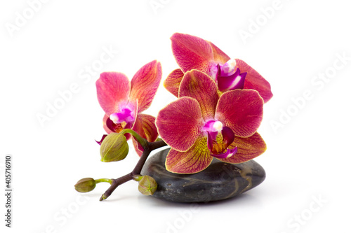colorful orchid and massage stone on white background