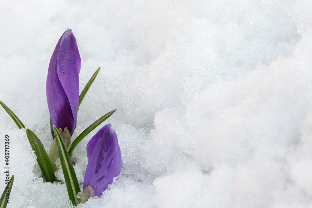 Blue snowdrops on a background of white snow. First spring flowers.