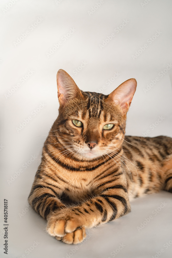 Ginger Bengal cat with green eyes lies on a white background alone