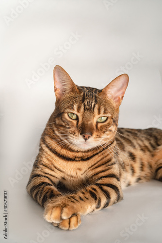 Ginger Bengal cat with green eyes lies on a white background alone