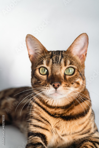 Ginger bengal cat with green eyes close up on a white background alone