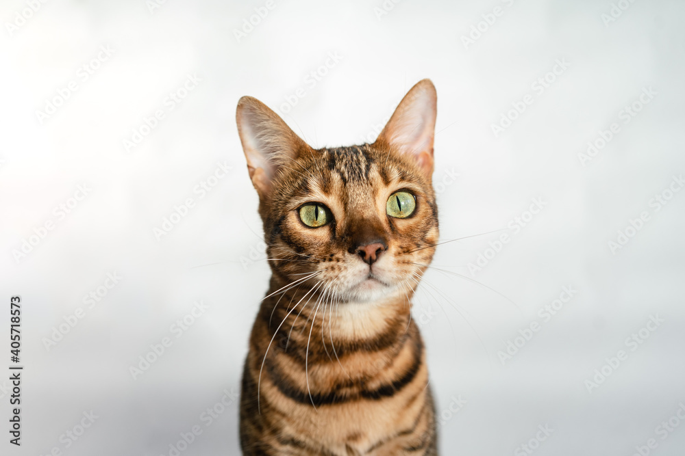 Ginger bengal cat with green eyes close up on a white background alone