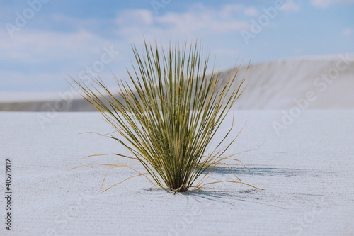 Fototapeta Naklejka Na Ścianę i Meble -  grass on white sand dunes