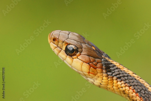 Close up of a Thamnophis sirtalis ,.Common Garter Snake, on a green backgrund