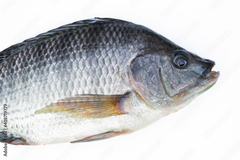 Tilapia fish isolated on white background.