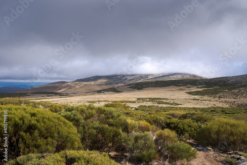 High-mountain scrublands of Cytisus oromediterraneus. Photo taken in Guadarrama Mountains, municipality of Bustarviejo, province of Madrid, Spain © ihervas