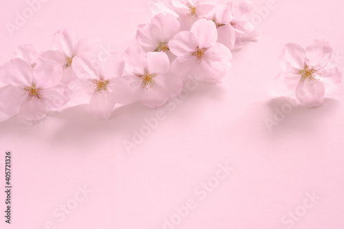 Fototapeta Naklejka Na Ścianę i Meble -  桜の花
