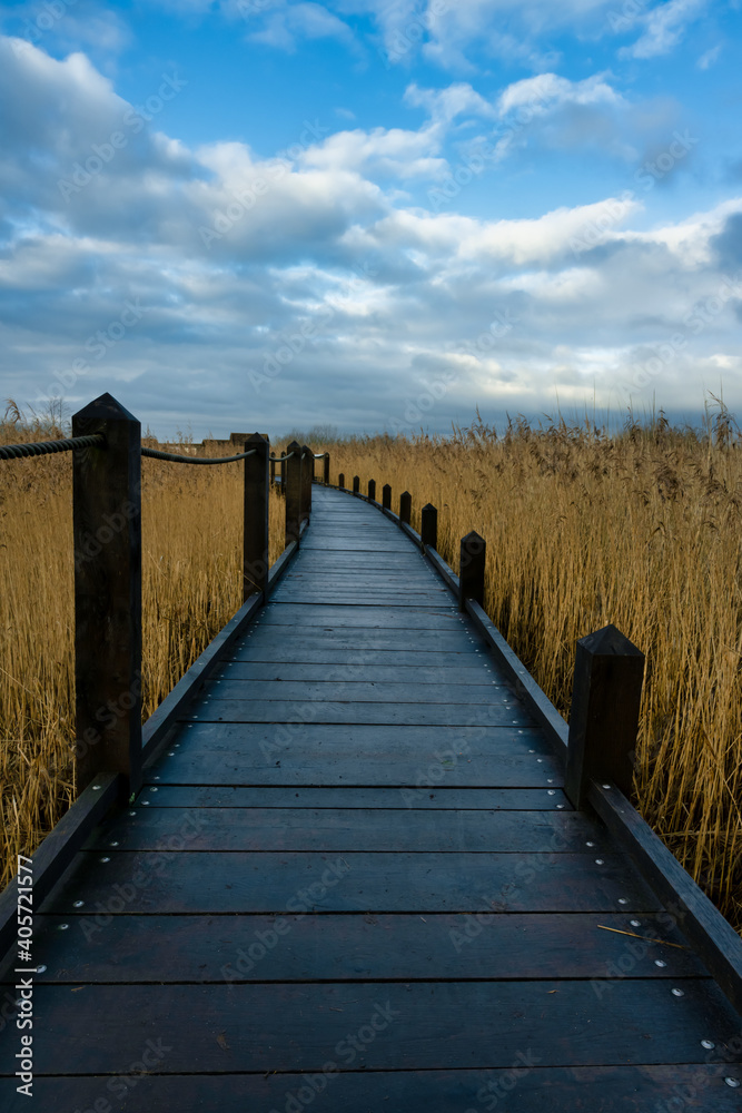 A boardwalk in a marshland full of reeds in golden color with an amazing sky in the background. Picture from Lund, southern Sweden