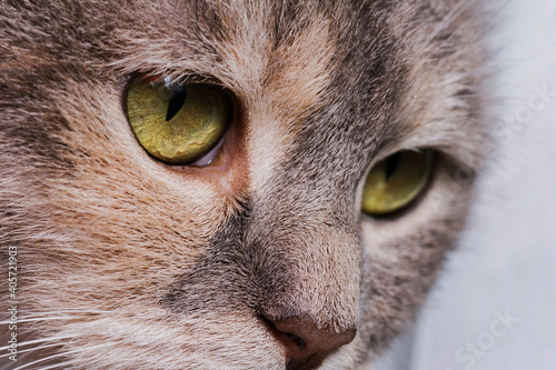 Close-up portrait of a cat in profile.