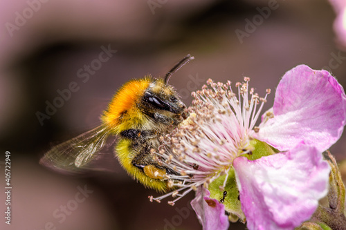 Close up side view of Bombus terrestris bumblebee sucking nectar on a pink flower. 