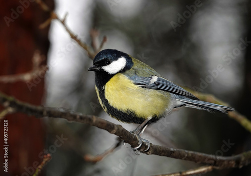 Great tit in the forest
