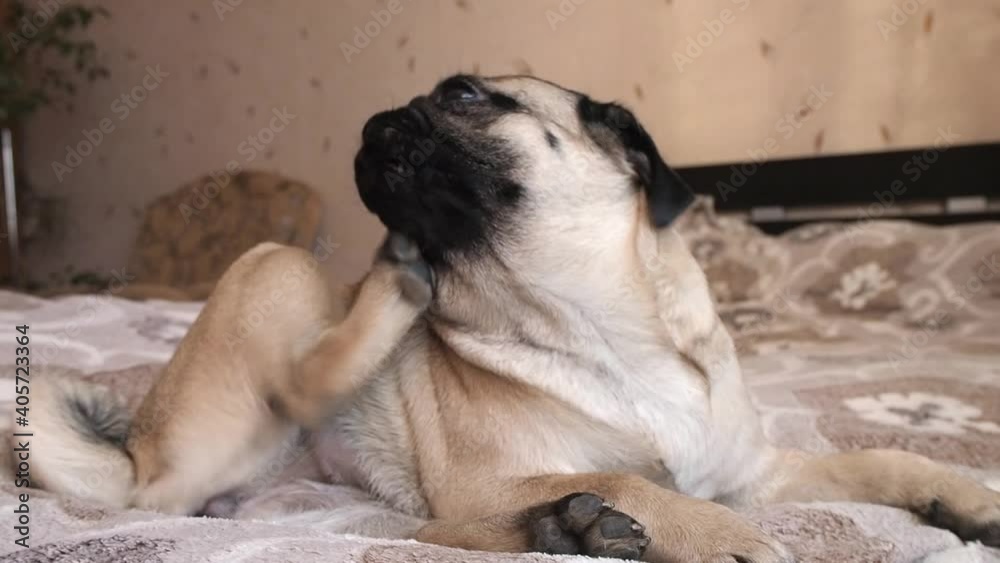 The pug dog lies on the bed and scratches its neck, ear and face with its paw. Development of fungal infections and parasites in dogs. Health problems in dogs