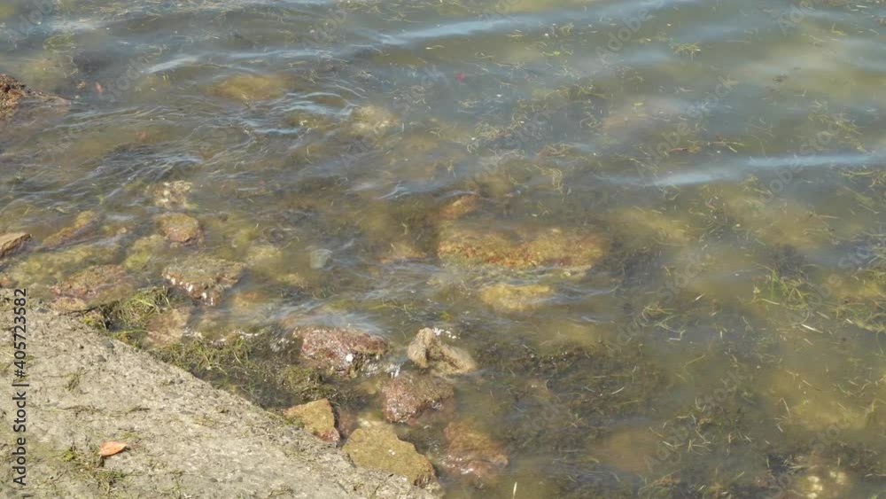 Waves aggregating seagrass and algae Waves aggregating seagrass and algae