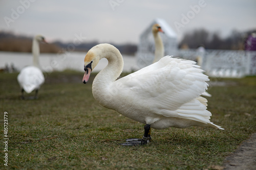 swan on the lake