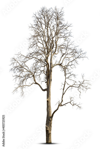 Dead tree isolated on white background.