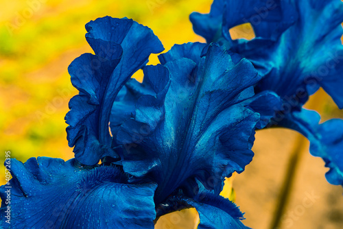 Valokuva Blue iris leaves. A beautiful flower. Blooming cockerel close-up