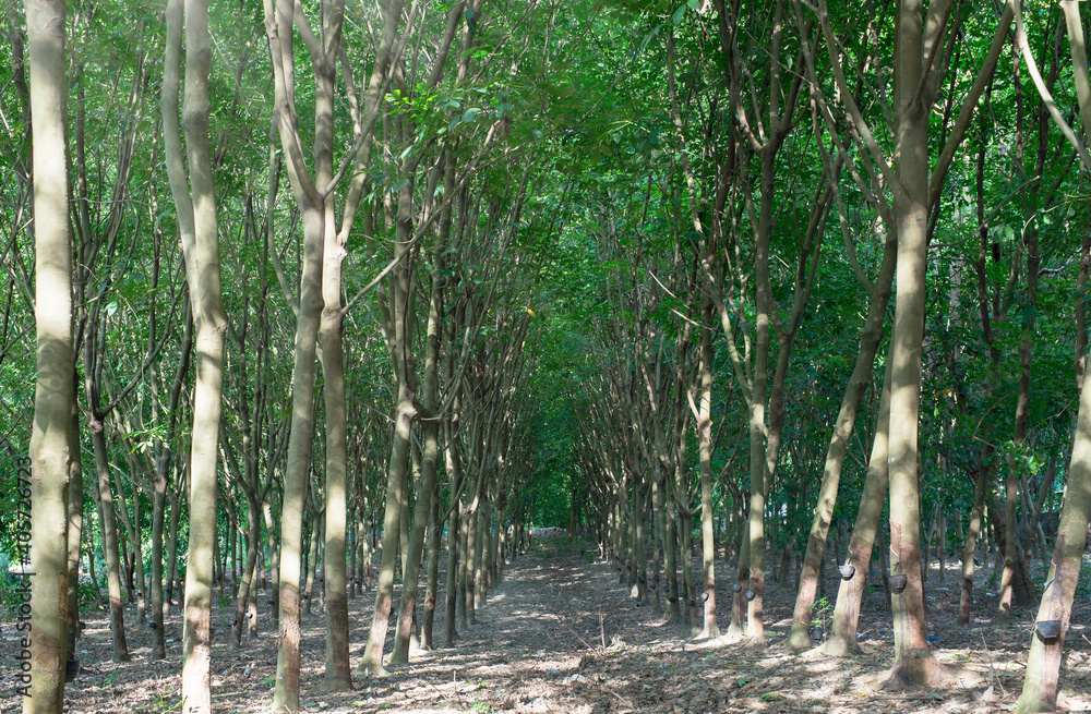 Rubber tree in garden of thailand, rubber extraction, It is Economic crop, Rubber tree in garden of thailand, rubber extraction, It is Economic crop,
